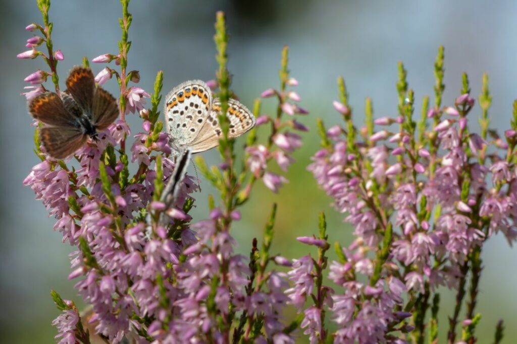 Two butterflies feeding on heather flowers