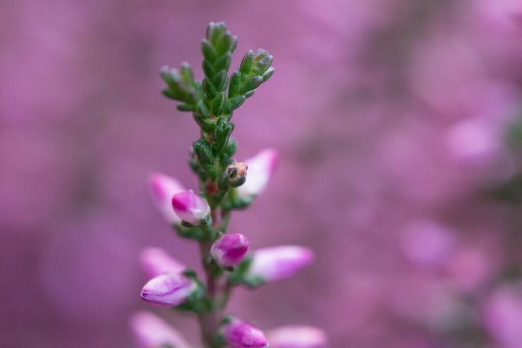 Close up of small flowers and even smaller leaves on heather stalk