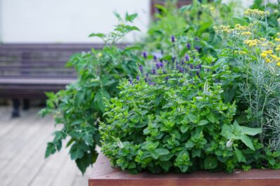 Which herbs to plant together: companion planting herbs