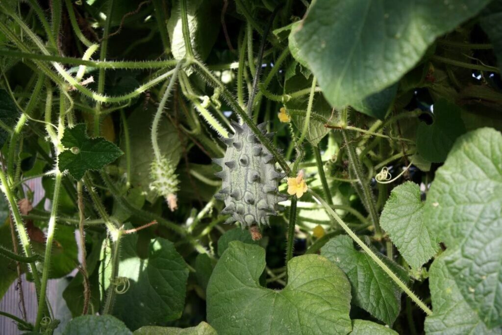 Spikey green horned melon growing on plant