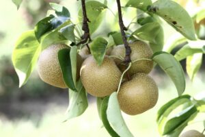 Asian pear