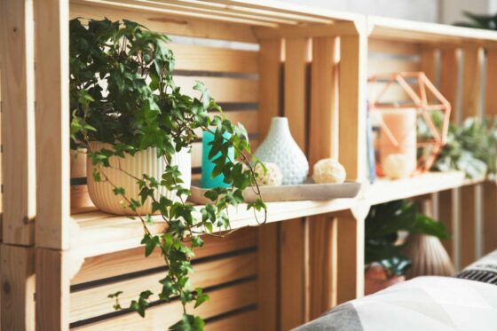 Air purifying plants: the 10 best indoor plants for clean air