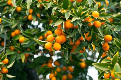 Kumquat: how to plant & look after a kumquat tree