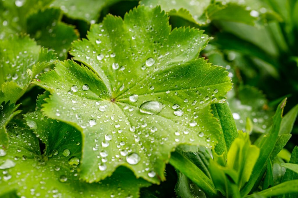 Alchemilla leaves