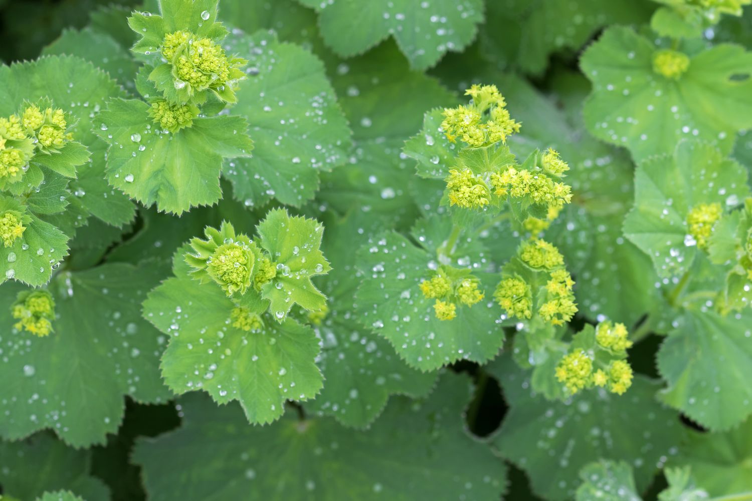 Alchemilla Vulgaris