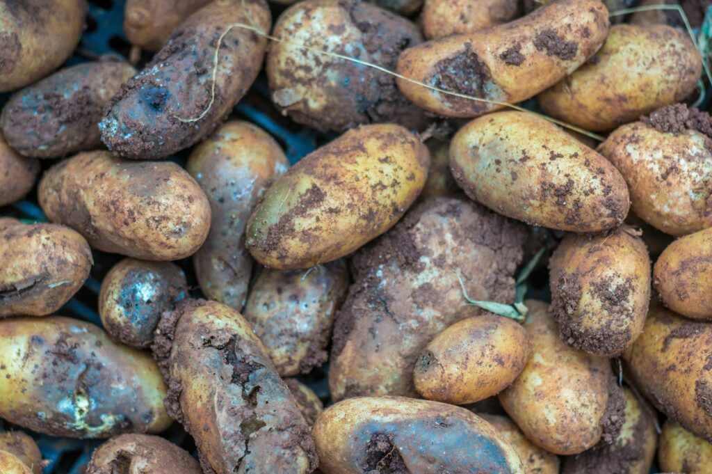 Blight on potatoes turned dark lead colour