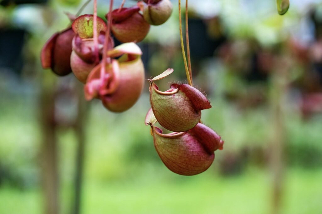 Nepenthes ampullaria rounded pots