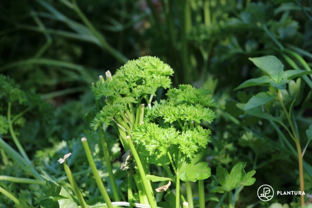 Parsley plant with new shoots next old cut shoots