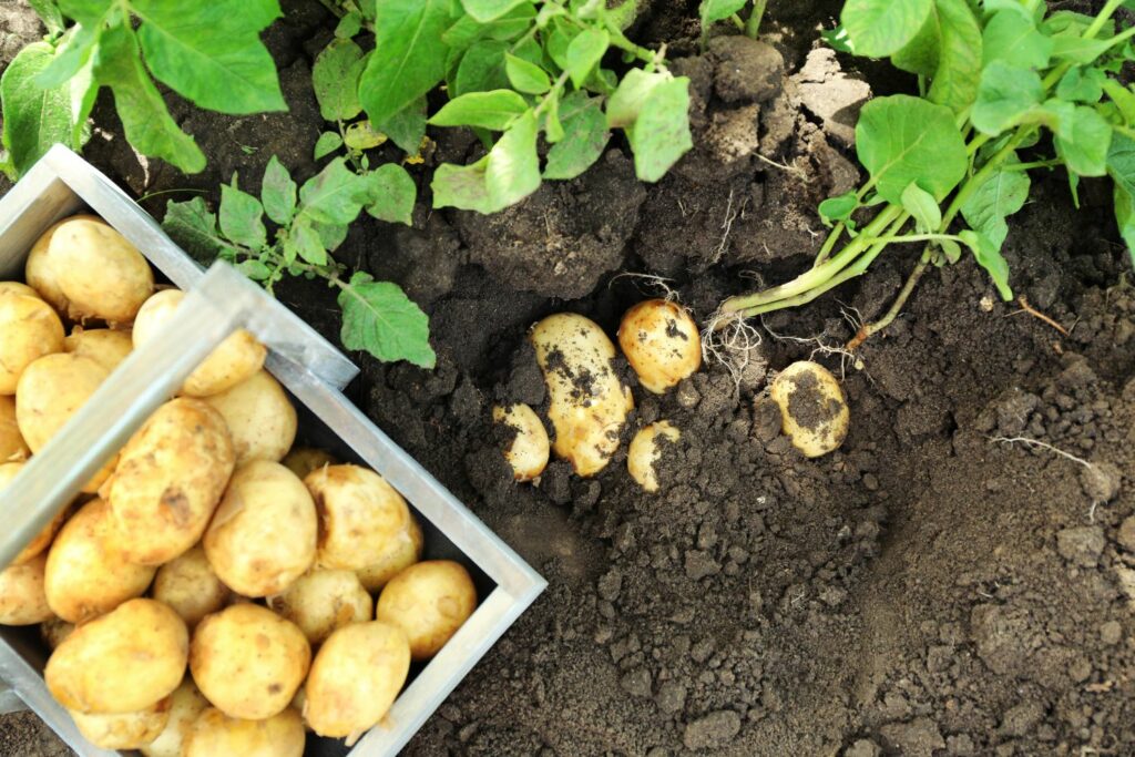 New potatoes ready for harvest