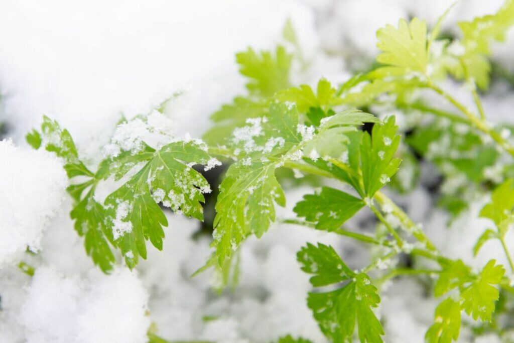 Parsley leaves covered in snow