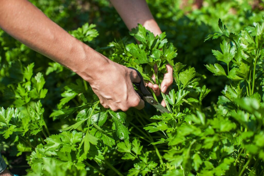 Parsley being cut with scissors