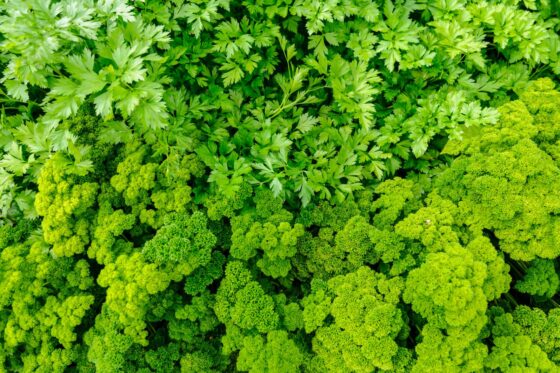 Types of parsley: flat-leaf & curly parsley