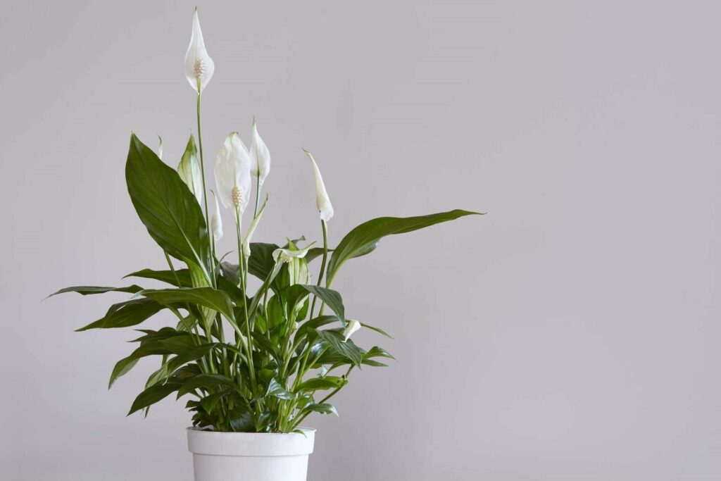 A potted peace lily with white bracts indoors