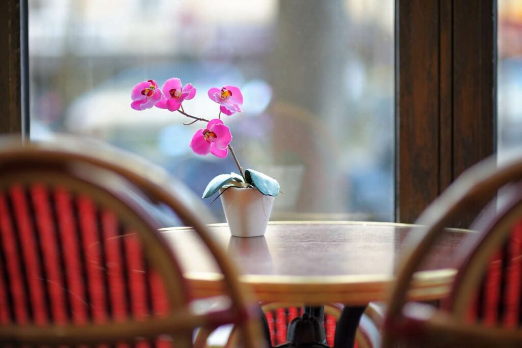 An orchid with pink flowers on a table