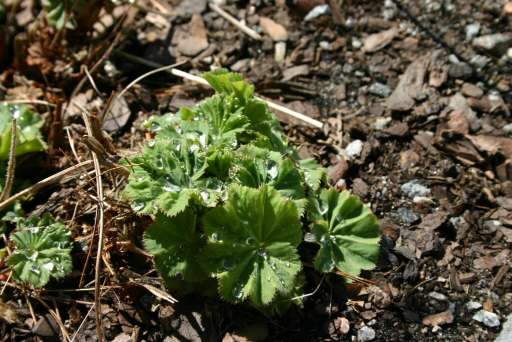 Lady's mantle planted in stony soil