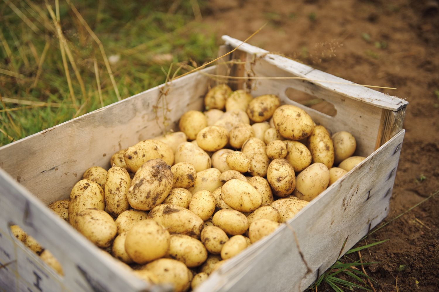 Storing potatoes how & where Plantura