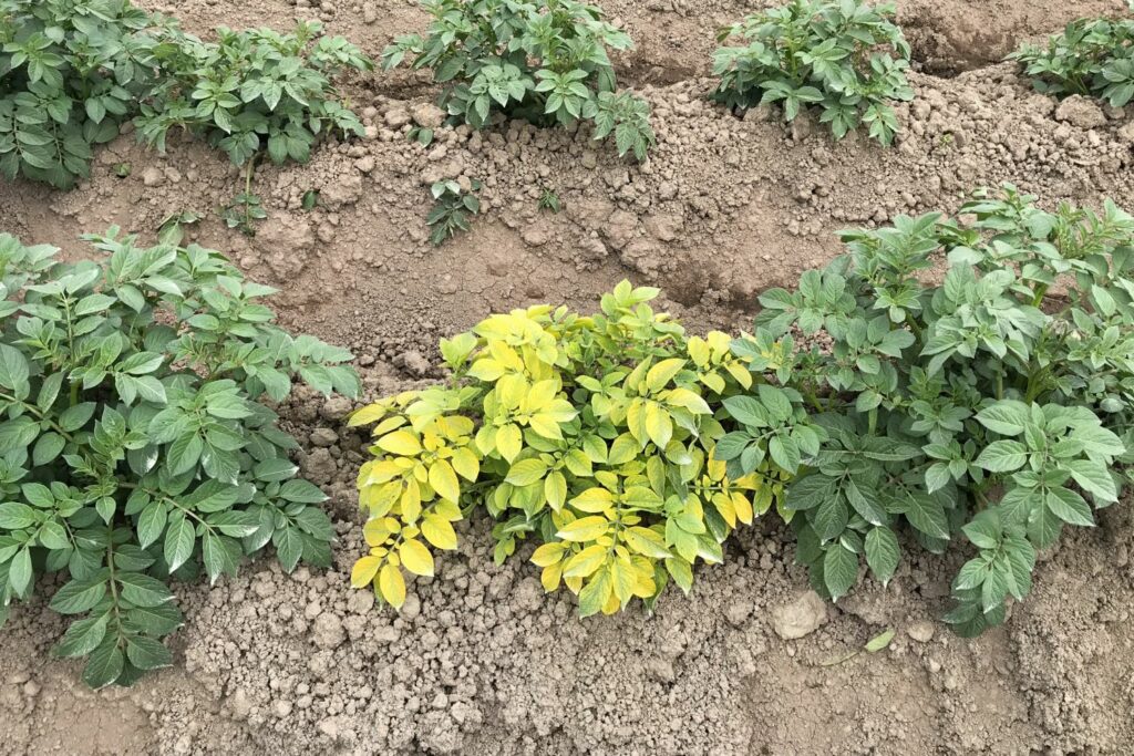 Diseased potato plant with yellow leaves and stunted growth