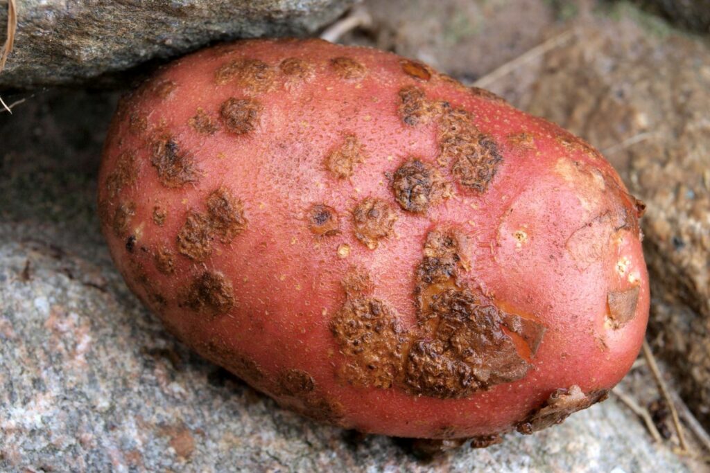 Diseased potato with rough skin of potato scab