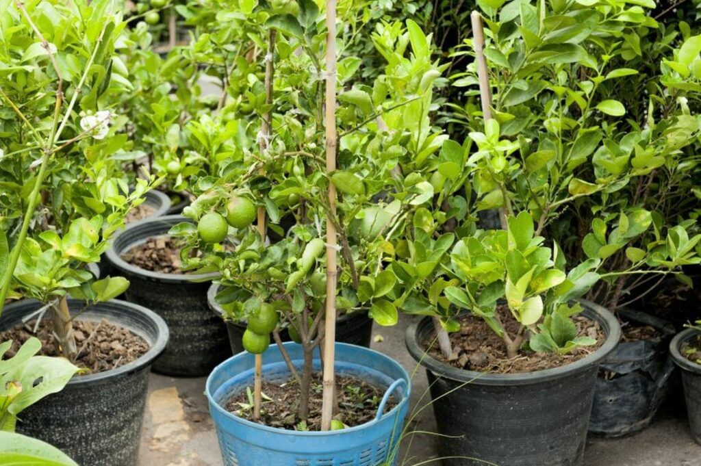 Bergamot orange trees growing in pots