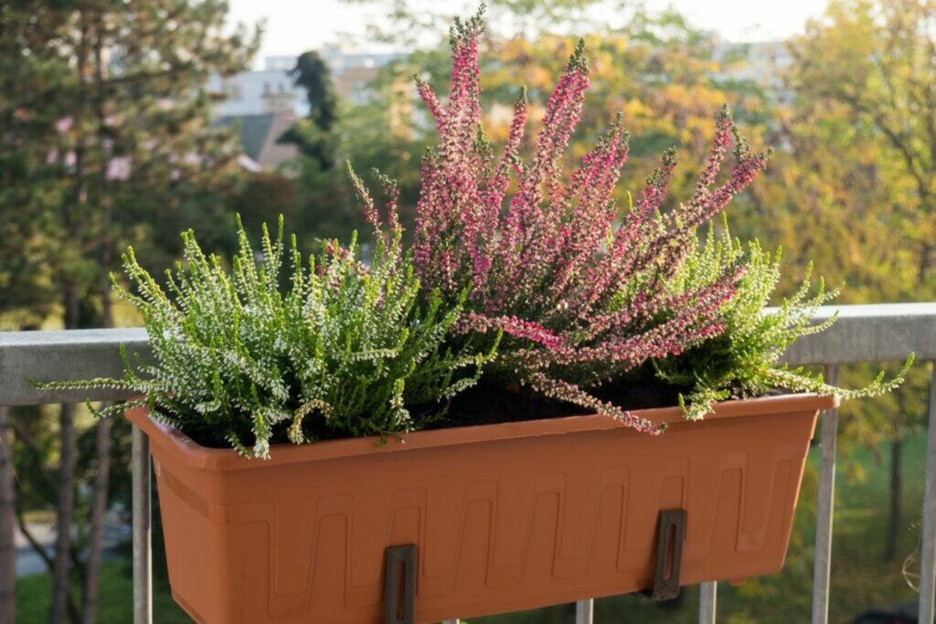 White and pink flowering heather varieties growing in a balcony box