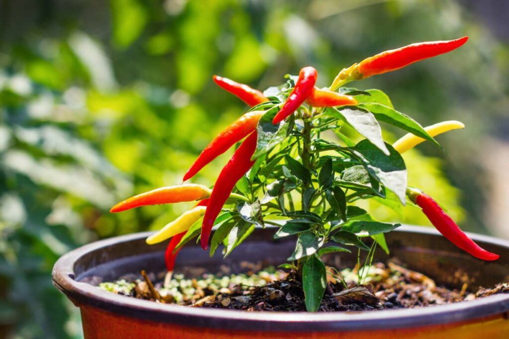 Fruiting chilli plant in pot