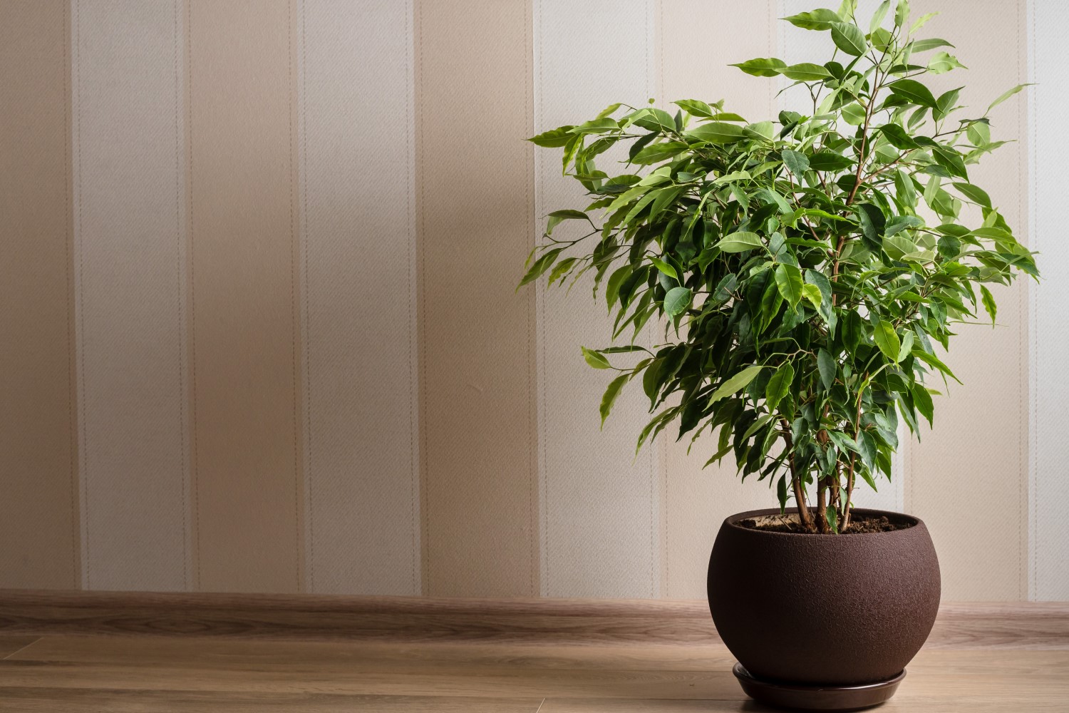 How To Grow And Care For A Ficus Tree (2024 Guide)