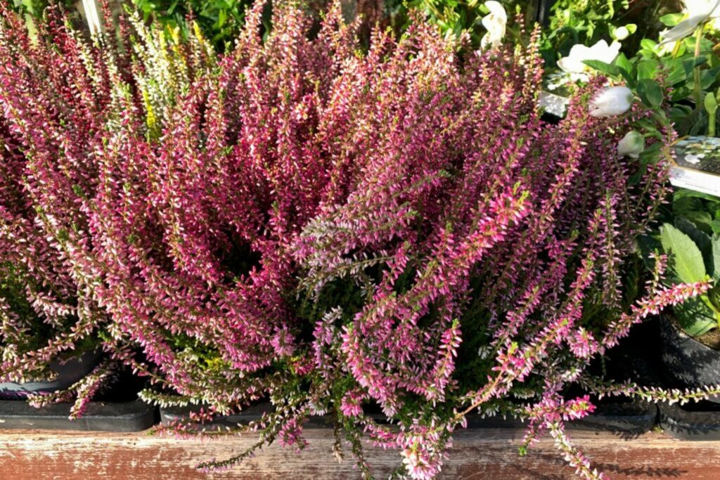 Heather planted in pot with other plants
