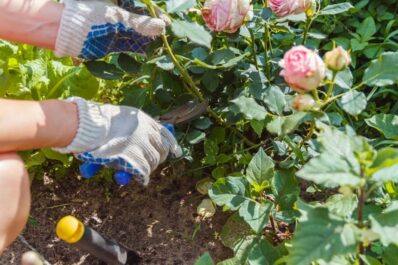 Pruning roses: how, when & where to cut