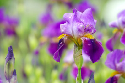 Iris: care, varieties & propagation