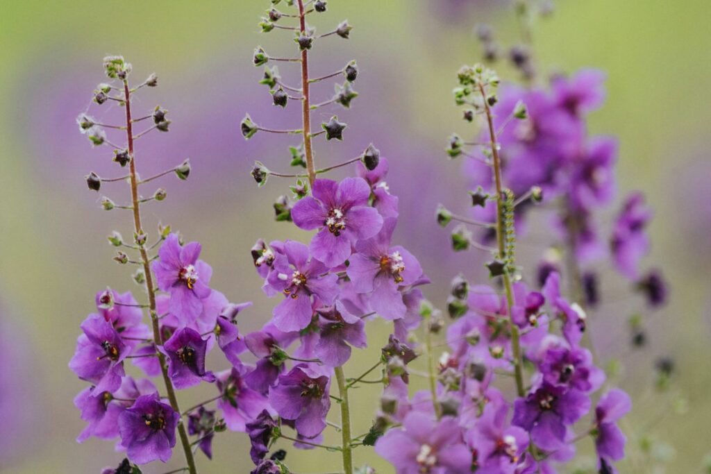 Purple flowered mullein