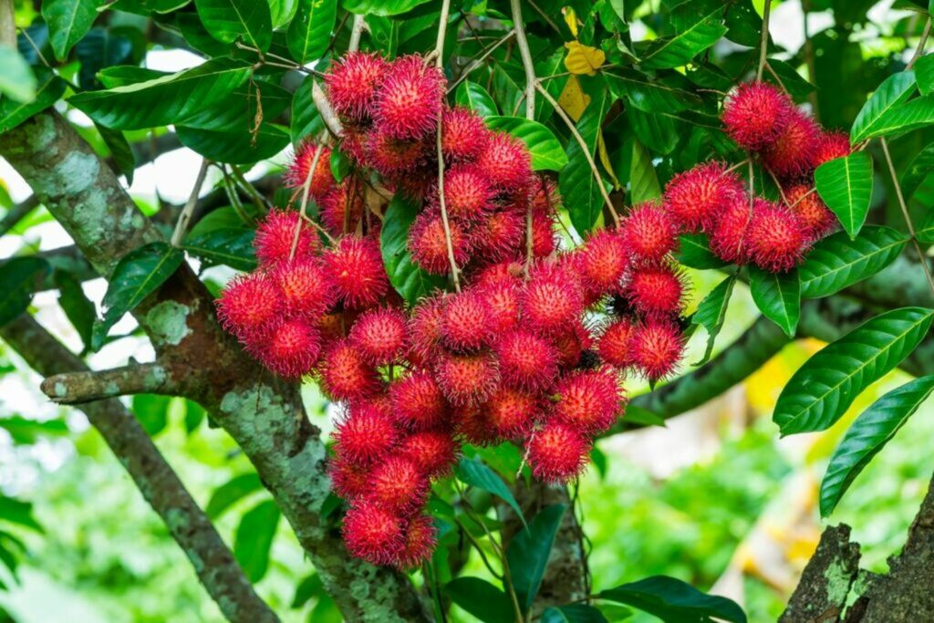 Bright red, spikey rambutan fruit