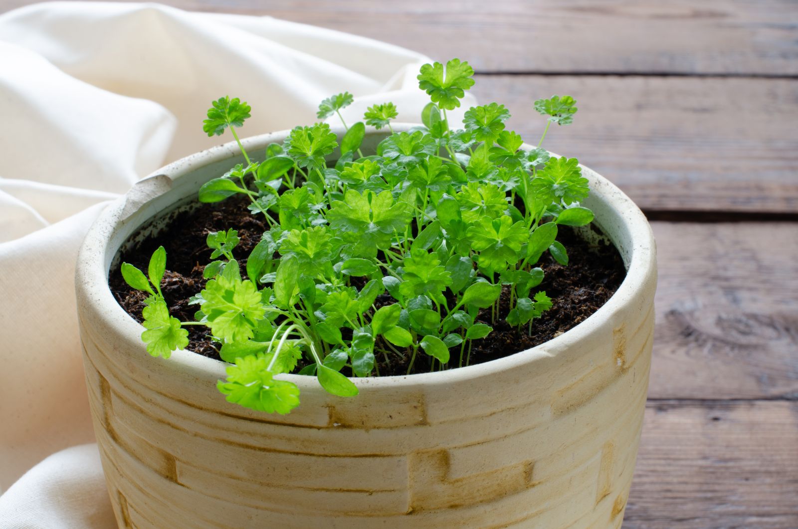 Parsley care how to water & fertilise Plantura