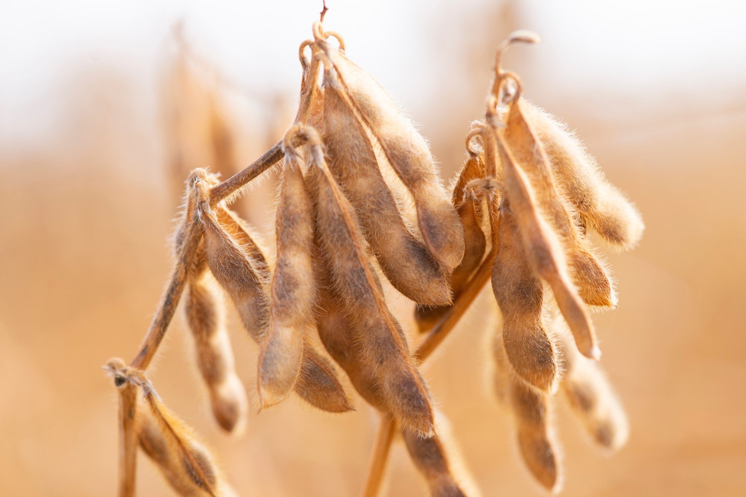 Soybean how to grow, harvest & use Plantura