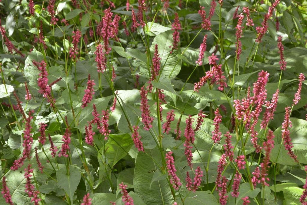 Persicaria with pink flowers