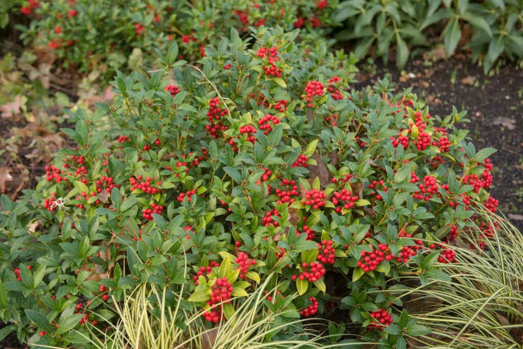 Skimmia shrub with red berries