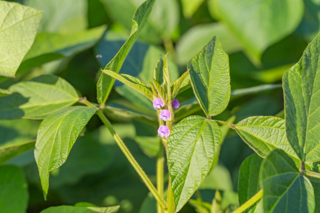 Purple soy bean flowers