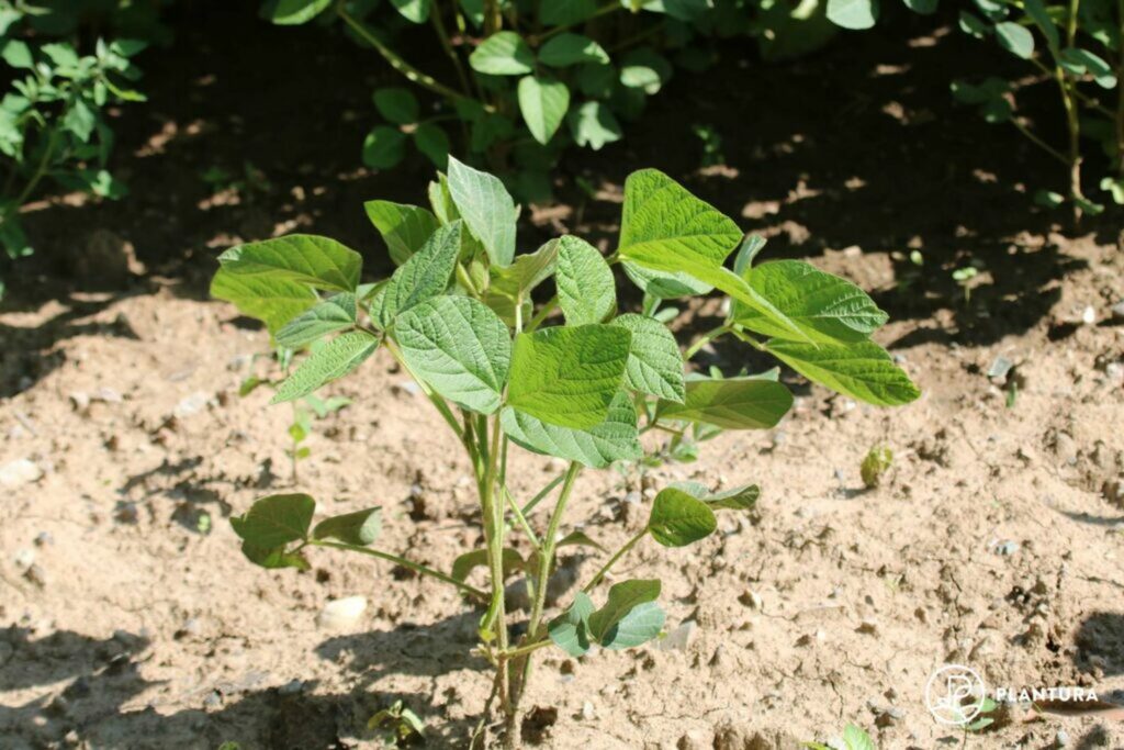Young soy bean plant leaves