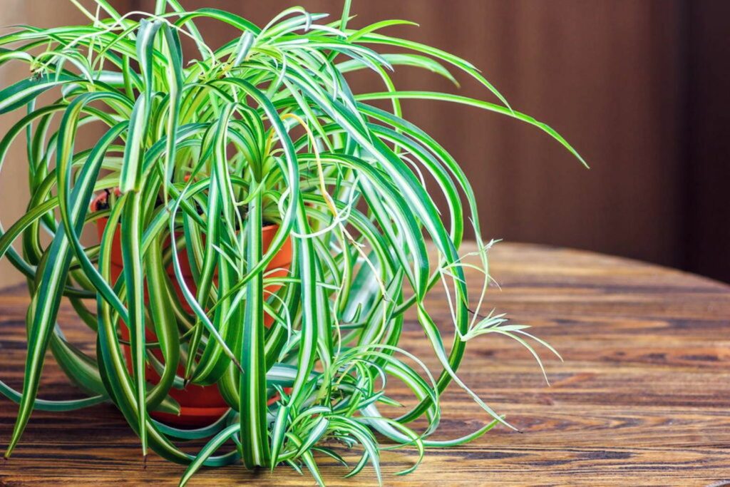 Green lily in flower pot