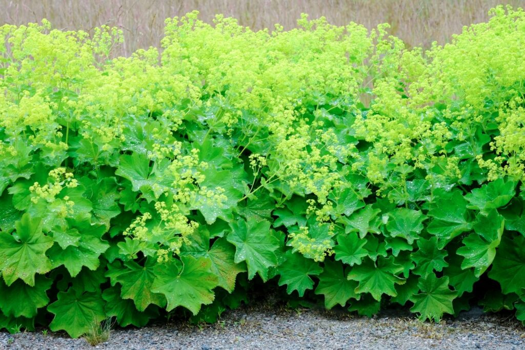 Sprawling alchemilla plant