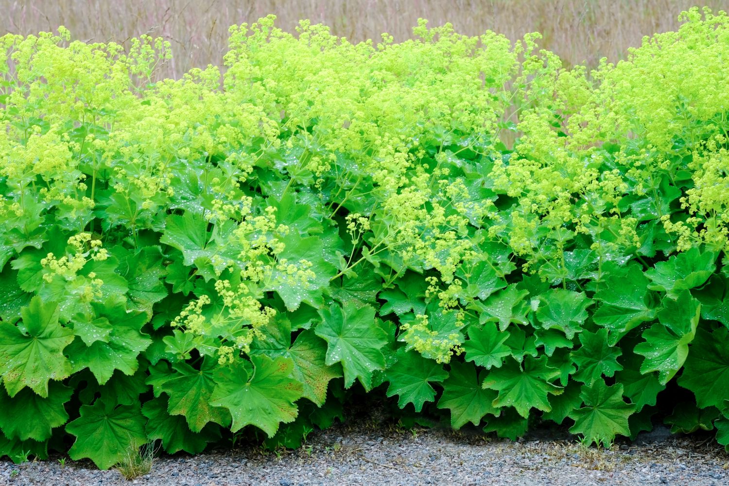 Lady’s mantle varities, care & uses Plantura