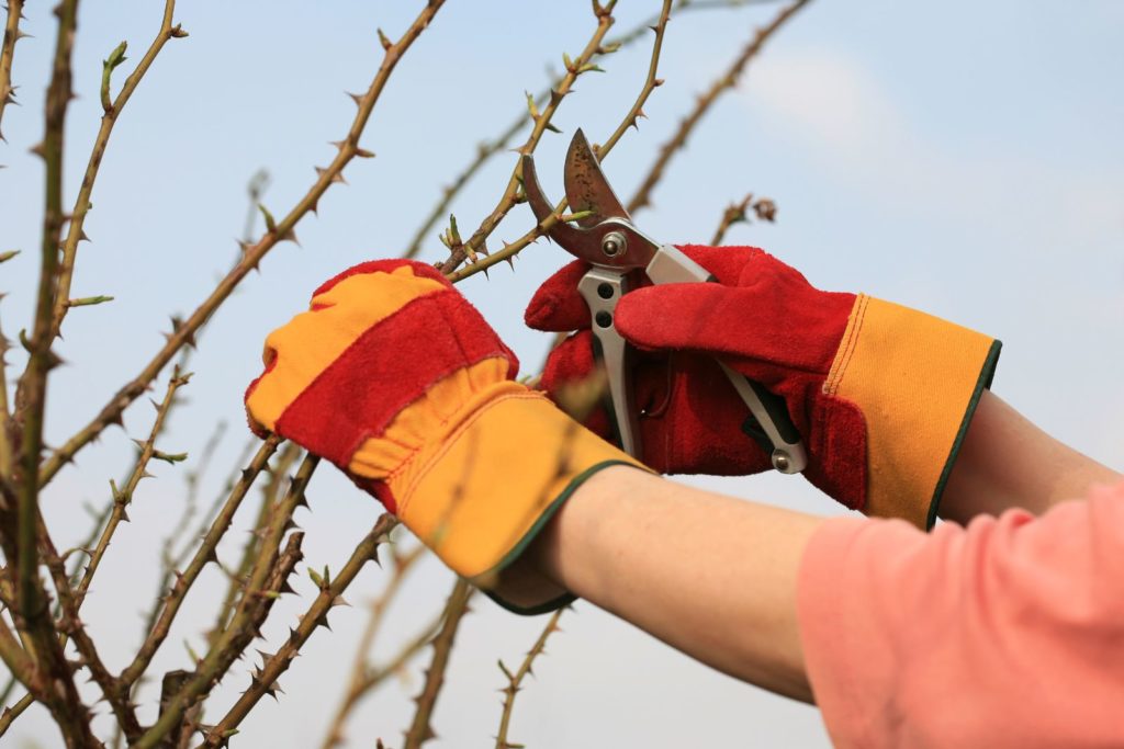 Pruning bare rose bush in early spring