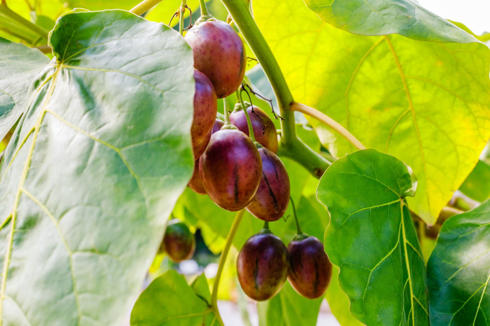 tamarillo: how to grow & care for the tree tomato - plantura