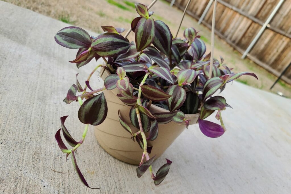 Wandering jew plant in hanging basket