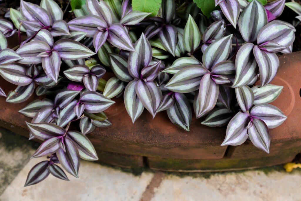 Wandering jew plant 