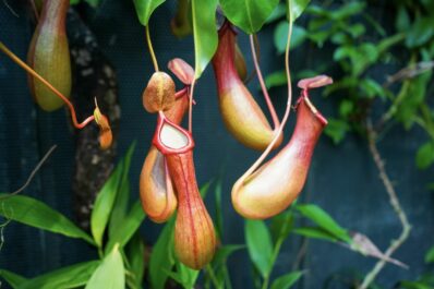 Nepenthes: how to grow & care for tropical pitcher plants