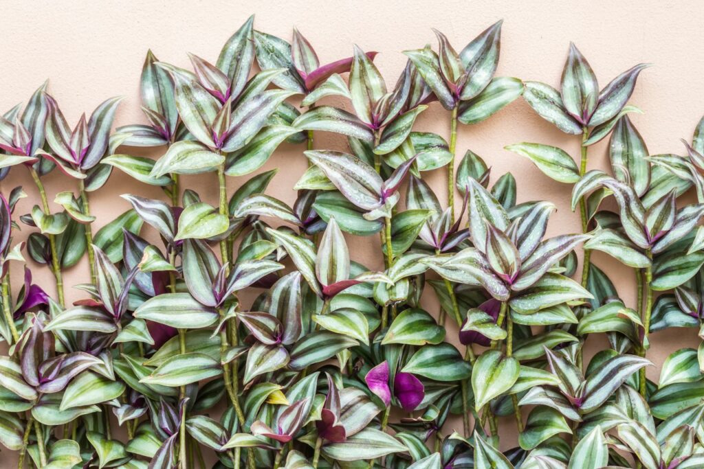 Wandering jew plant shoots