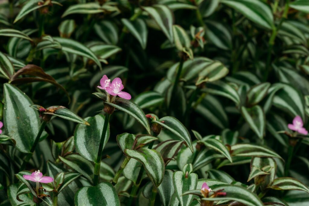 Wandering jew plant with pink flowers