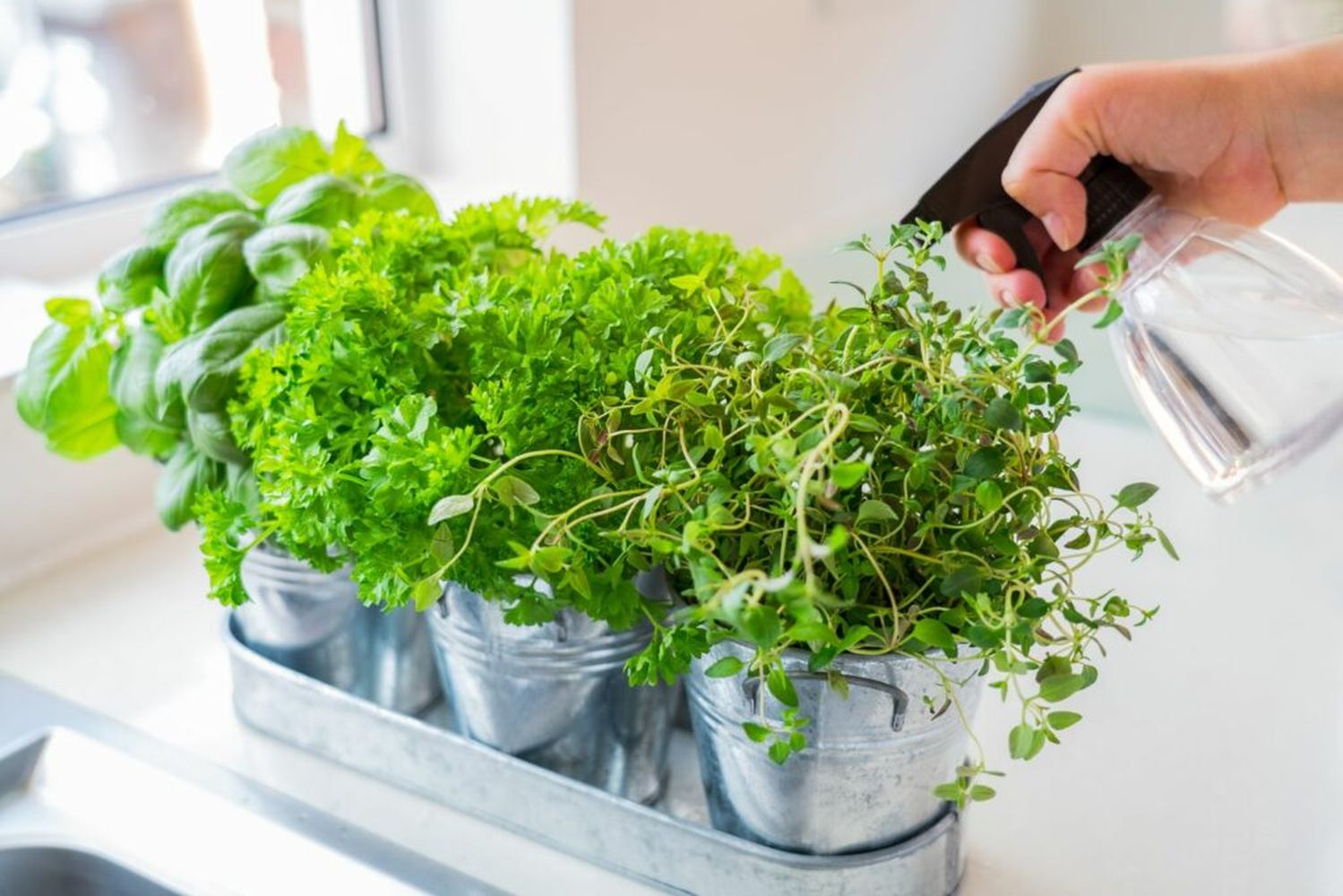 Parsley care how to water & fertilise Plantura