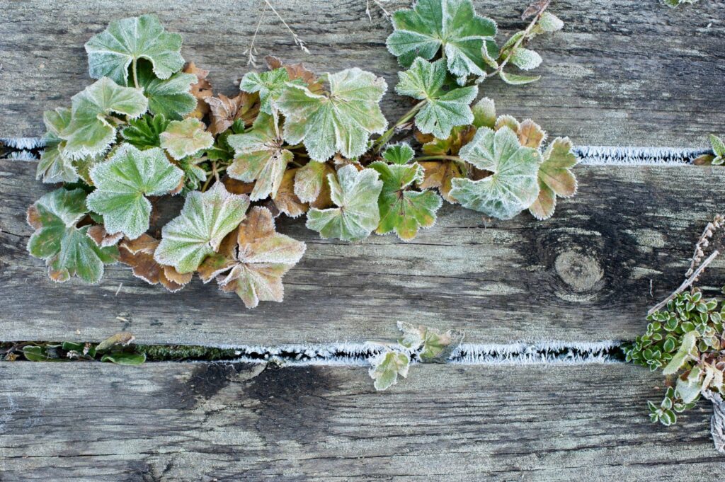 Overwintering alchemilla plant with frosted leaves