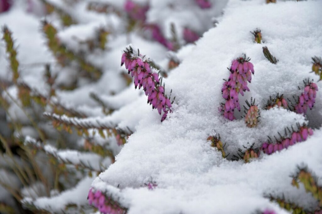 Pink heather flowers covered in snow